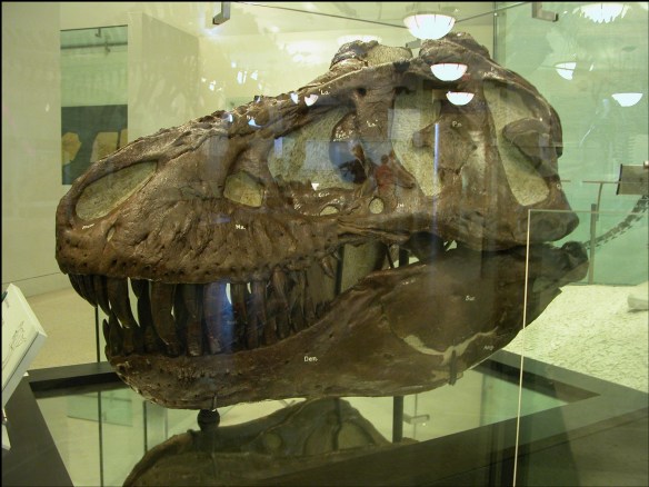 T-Rex skull